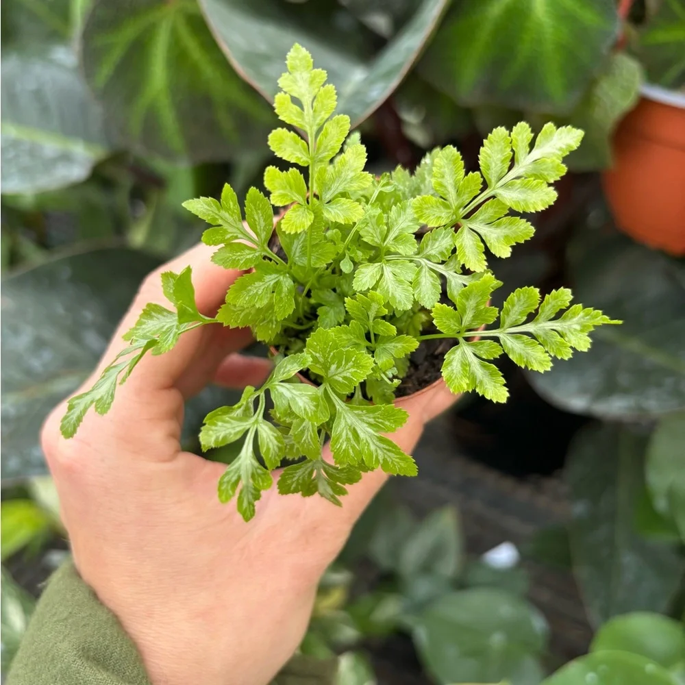 Green fern Terrarium Plant